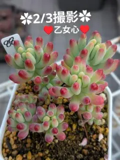 88♥乙女心♥　根あり　抜き苗　多肉植物