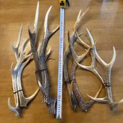 蝦夷鹿の角 最大約70cm級 （2本） 天然素材 北海道 ツノ エゾシカ