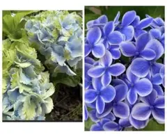 紫陽花さし穂各二本　ネコポス発送のサムネイル