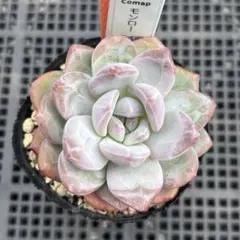 多肉植物☆モンロー・エケベリア・抜き苗のサムネイル