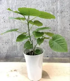 ♪ウンベラータ♪7号鉢直径約21㎝ 鉢底から葉先まで約63㎝のサムネイル
