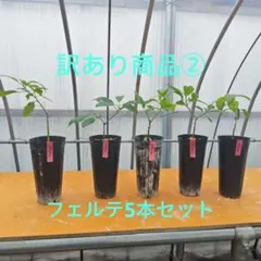 週末値下げ①【訳あり】アボカド接木苗5本セット 令和8年3月接ぎ木 虫食いあり ③【訳あり】アボカド接木苗5本セット 令和8年3月接ぎ木 虫食いあり