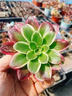 2026年最新】アエオニウムの人気アイテム - メルカリ