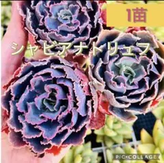 2026年最新】シャビアナ 多肉の人気アイテム - メルカリ