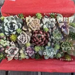 多肉植物 カット苗詰め合わせ セットＡ