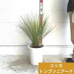 2026年最新】ユッカトンプソニアーナの人気アイテム - メルカリ