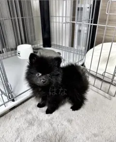 昭和レトロ ヴィンテージ 株エルフ 犬 大きなぬいぐるみ 中古品 - メルカリ