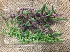 さと様 リクエスト 3点 まとめ商品