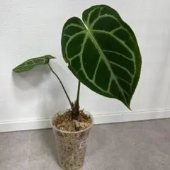 希少品種』Anthurium