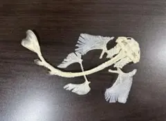 2026年最新】サメ標本の人気アイテム - メルカリ