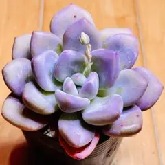 多肉植物 ⭐️ブルーバード⭐️韓国苗育成 抜き苗 d122 - メルカリ