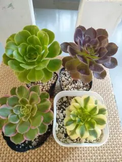 2025年最新】アエオニウム の人気アイテム - メルカリ