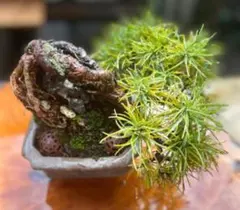 モミジ 苔盆栽 インテリア No.8 - メルカリ