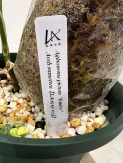 2026年最新】aglaonema pictumの人気アイテム - メルカリ