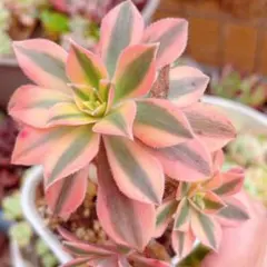 2026年最新】アエオニウム 多肉植物の人気アイテム - メルカリ
