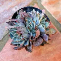 haku☘様 リクエスト 2点 まとめ商品