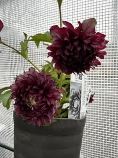 2026年最新】広瀬園芸の人気アイテム - メルカリ