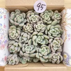 95 多肉植物　多肉弁当　詰め合わせ　寄せ植え　セット　カット苗　リンダリンダ