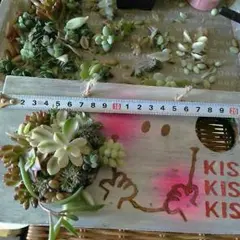 売り切れ  タブロー寄せてみました