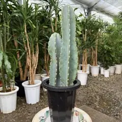【特級品】柱サボテン 鬼面角 2本立ち 特大極上美株2株植え 9号鉢サイズ 美株 2026年最新】#柱サボテン2本立ちの人気アイテム - メルカリ