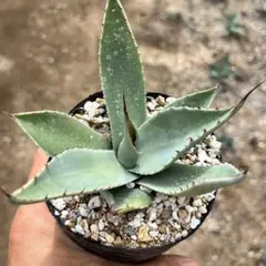 アガベホーチエンシス アガベパリーホーチエンシス 種子 Agave parryi