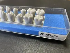 2026年最新】歯 模型 nissinの人気アイテム - メルカリ