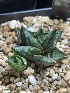 ハオルチオプシス スカブラ IB514 / 多肉植物 ハオルチア ハオルチオプシス スカブラ IB514 / 多肉植物 ハオルチア - メルカリ