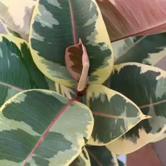 週末限定セール！　フィカス　ティネケ　#斑入り#観葉植物#斑入りのサムネイル