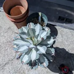 2025年最新】吉祥冠錦 白中斑の人気アイテム - メルカリ