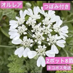 ●オルレア　3苗つぼみつき➕小苗　 ネコポス発送　オマケのタネは要コメントで！ つぼみ付き❣️ オルラヤ 2ポット 複数苗 ネコポス発送 オルレア ③
