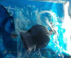 ちいかわ 入場者特典 第4弾 チャームミニフィギュア ヒトハ