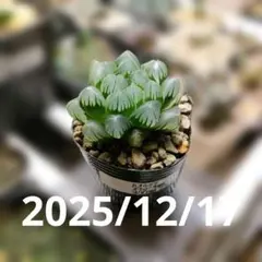 ハオルチア　オブツーサ錦　氷灯錦　23