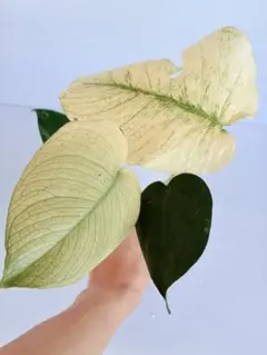 野村郁也様 専用