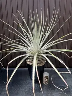 2025年最新】プヤ セルーレアの人気アイテム - メルカリ