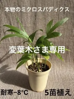 変葉木さま専用 耐寒 ヤシ −8℃ チャメドレア・ミクロスパディクス 5苗植え