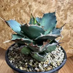 I*k様 ㉒ チタノタ　ペルシアン ドワーフ　イラン直輸入　アガベ　 白鯨　イラ バ*。様 ④ チタノタ ペルシアン ドワーフ イラン直輸入 アガベ