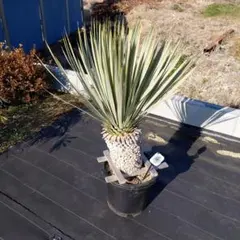 2026年最新】ユッカ マルデヌベスの人気アイテム - メルカリ