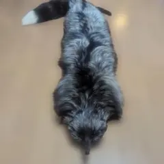 リアル毛皮シルバーフォックス ショール 黒と白