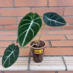 ビッキー様 リクエスト 2点 まとめ商品