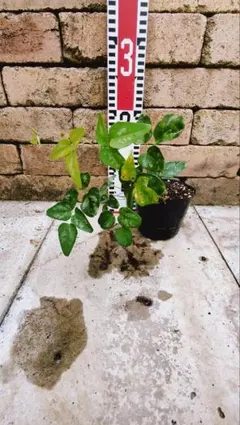 11kamo様 リクエスト 2点 まとめ商品