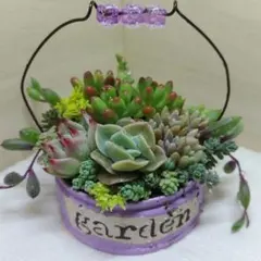 そのまま飾れる 多肉植物 チワワエンシス【パープル】 ビーズリメイク缶 B057