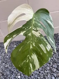 Monstera Jungle Mint OC 斑入り モンステラ - メルカリ