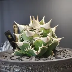 2026年最新】Cj アガベの人気アイテム - メルカリ