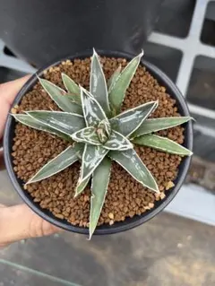 2025年最新】アガベ笹の雪虎斑の人気アイテム - メルカリ