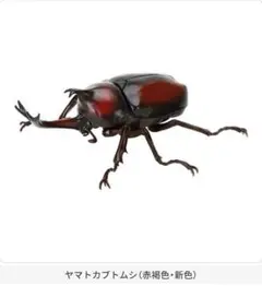 いきもの大図鑑 クワガタ07