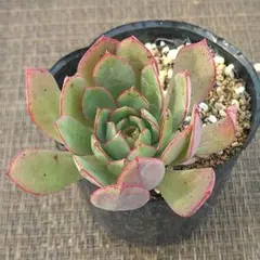 rantyan.puti様 リクエスト 3点 まとめ商品