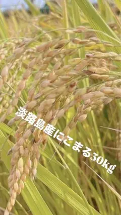 ⭐3分割⭐ 令和6年度 埼玉県産⭐にこまる⭐白米29キロ 送料無料 ⭐3分割⭐ 令和6年度 埼玉県産⭐にこまる⭐白米29キロ 送料無料 - メルカリ