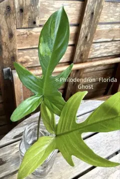 2026年最新】フィロデンドロン フロリダ 斑入りの人気アイテム - メルカリ