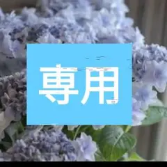 紫陽花 八重白青 挿し木 枝 1本 アジサイ 苗 鉢 バラ ハイドランジア