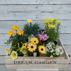 季節の花苗❇寄せ植え6品種+おまけ苗のサムネイル
